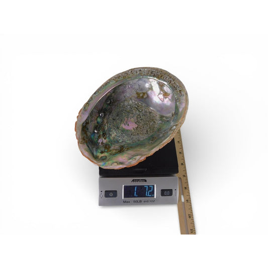 Large Natural Abalone Shell Smudge Bowl Rainbow Altar Dish Witch Decor