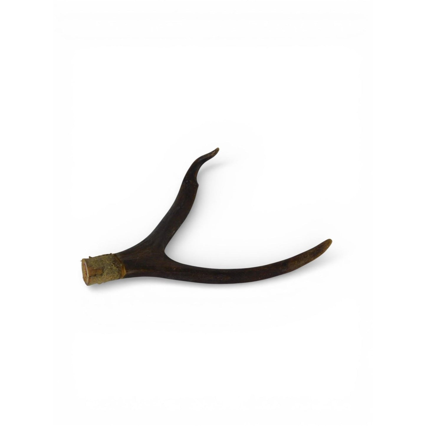 Natural Deer Antler Shed 2 Point Brown Horn Habitat Decor Craft Supply Display