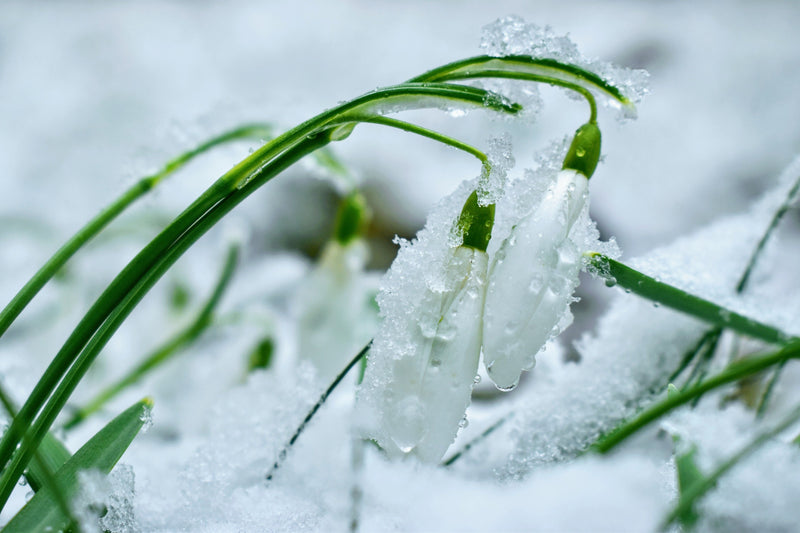 Imbolc