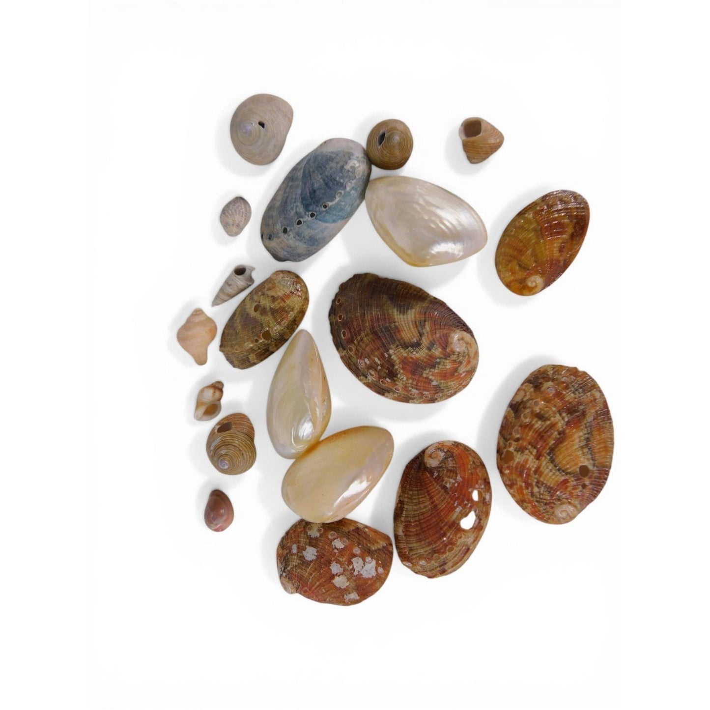 Loose Shell/Coral Beads Freeform Brown Iridescent 1oz Small Lot Natural