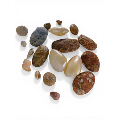 Loose Shell/Coral Beads Freeform Brown Iridescent 1oz Small Lot Natural