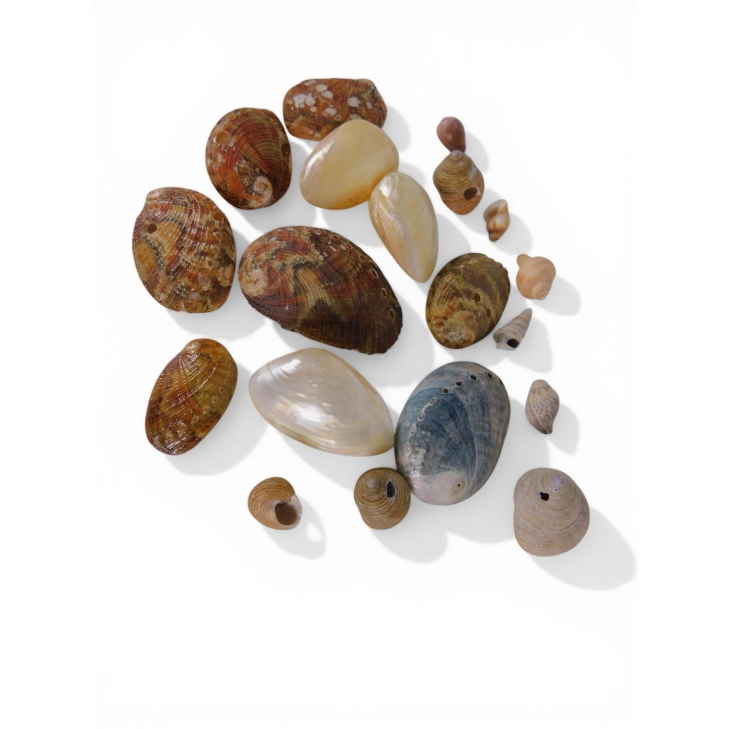 Loose Shell/Coral Beads Freeform Brown Iridescent 1oz Small Lot Natural