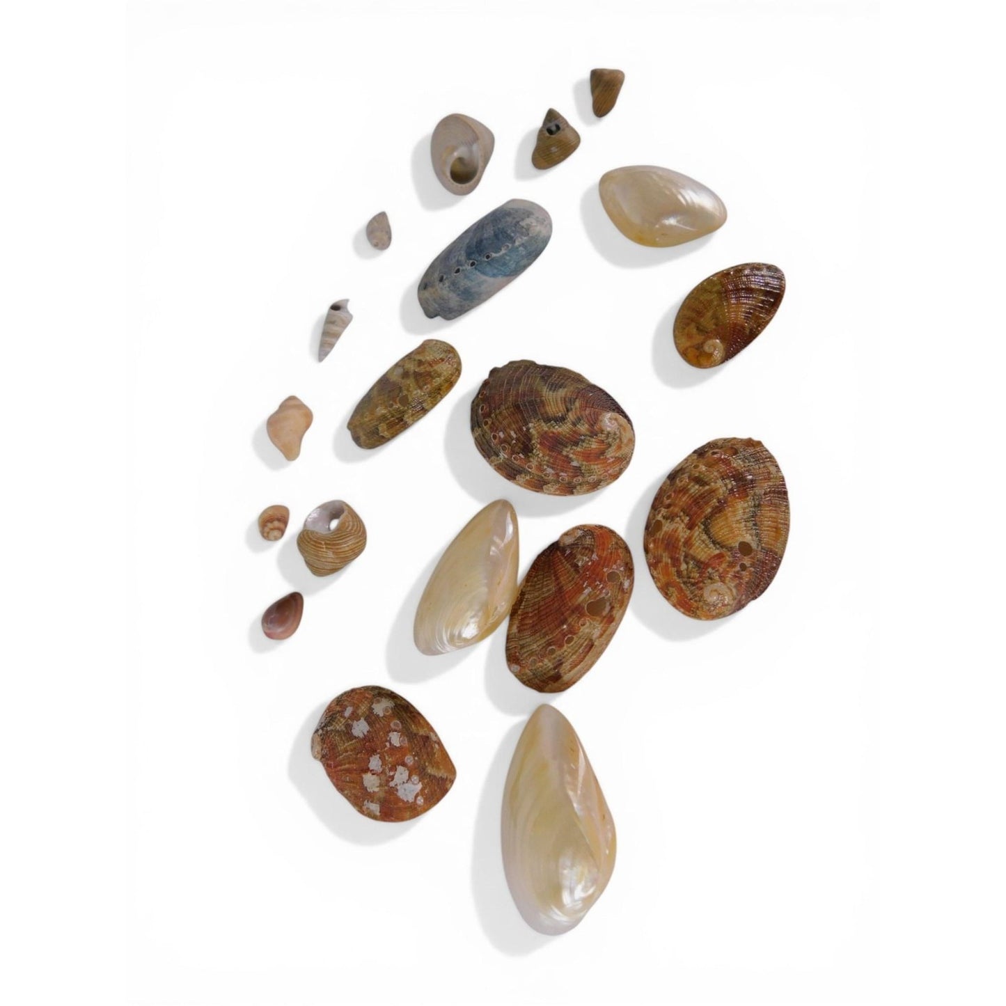 Loose Shell/Coral Beads Freeform Brown Iridescent 1oz Small Lot Natural