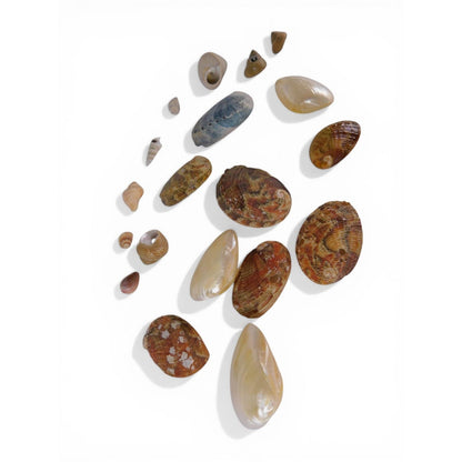 Loose Shell/Coral Beads Freeform Brown Iridescent 1oz Small Lot Natural