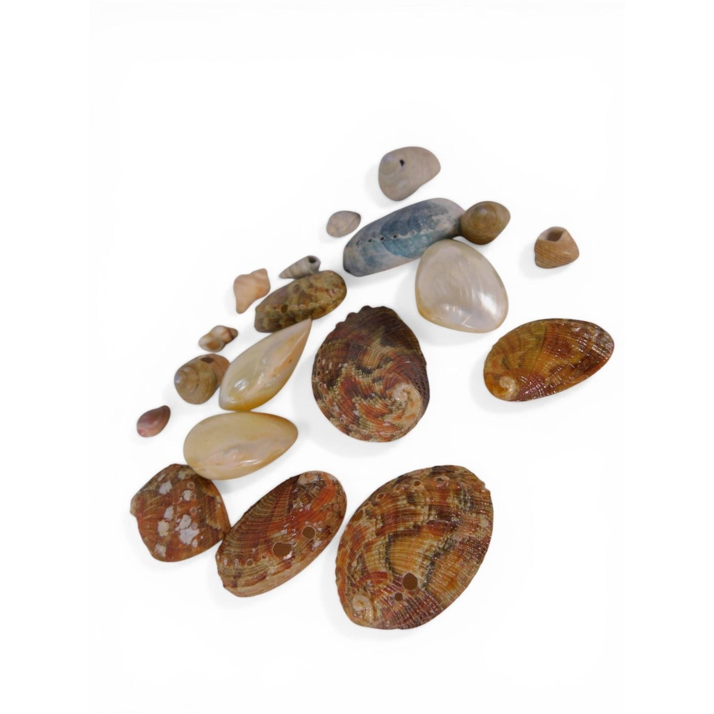 Loose Shell/Coral Beads Freeform Brown Iridescent 1oz Small Lot Natural