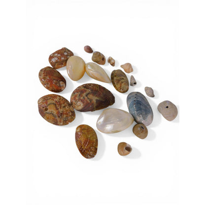 Loose Shell/Coral Beads Freeform Brown Iridescent 1oz Small Lot Natural