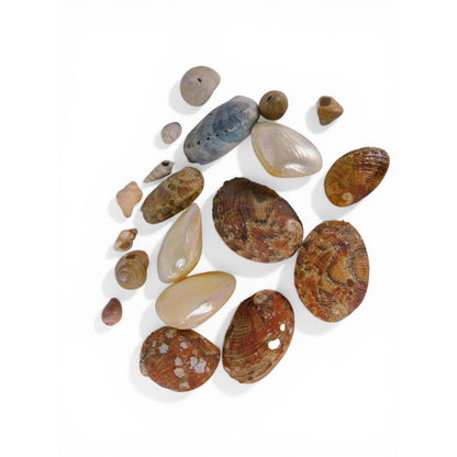 Loose Shell/Coral Beads Freeform Brown Iridescent 1oz Small Lot Natural