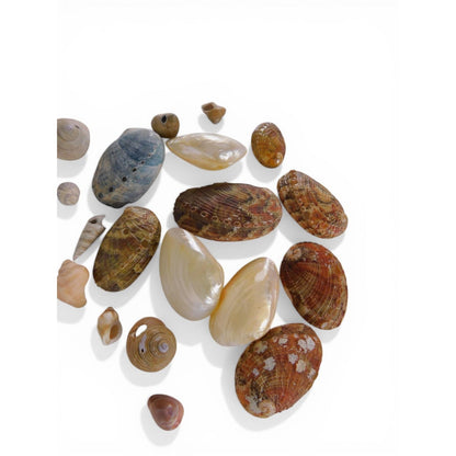Loose Shell/Coral Beads Freeform Brown Iridescent 1oz Small Lot Natural