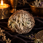 Rose of Jericho Selaginella lepidophylla Resurrection Plant