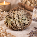 Rose of Jericho Selaginella lepidophylla Resurrection Plant