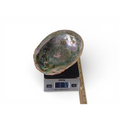 Large Natural Abalone Shell Smudge Bowl Rainbow Altar Dish Witch Decor