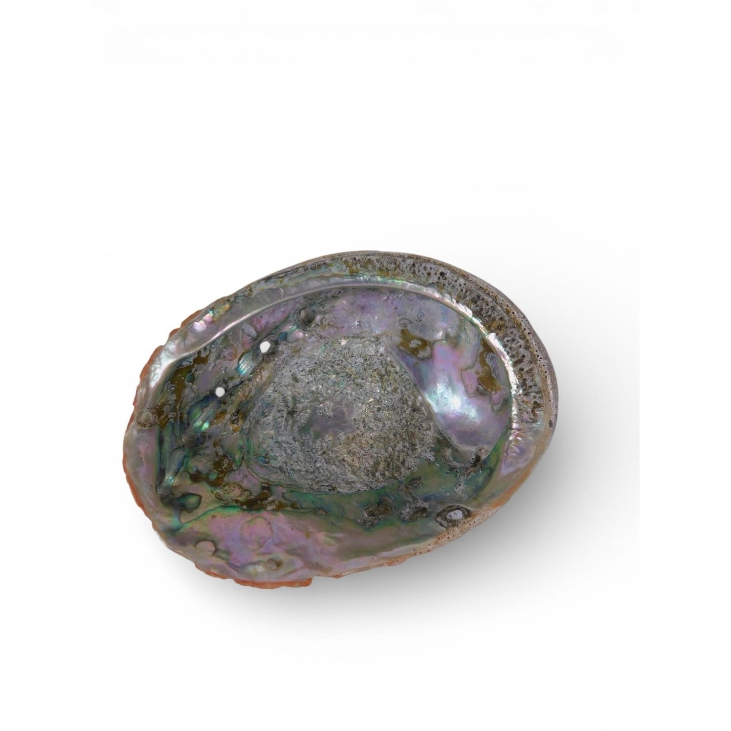 Large Natural Abalone Shell Smudge Bowl Rainbow Altar Dish Witch Decor