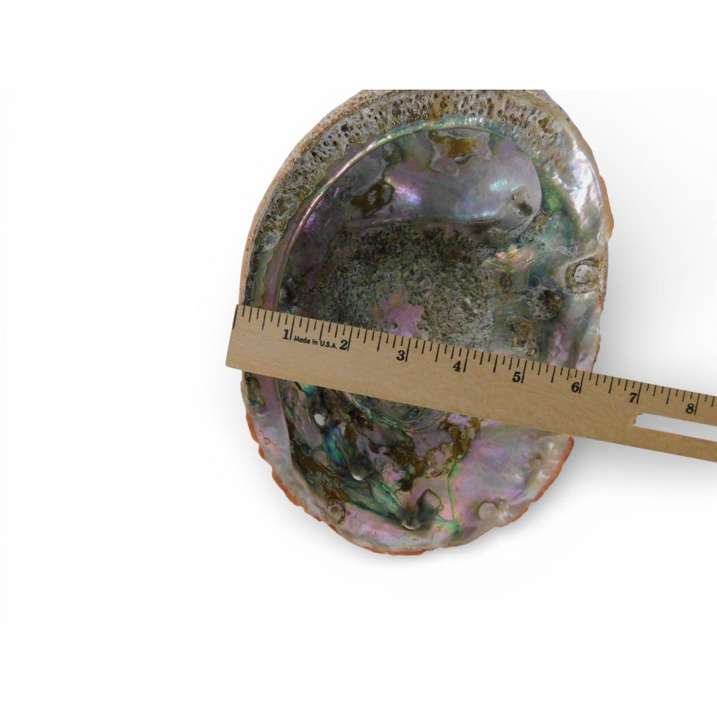 Large Natural Abalone Shell Smudge Bowl Rainbow Altar Dish Witch Decor