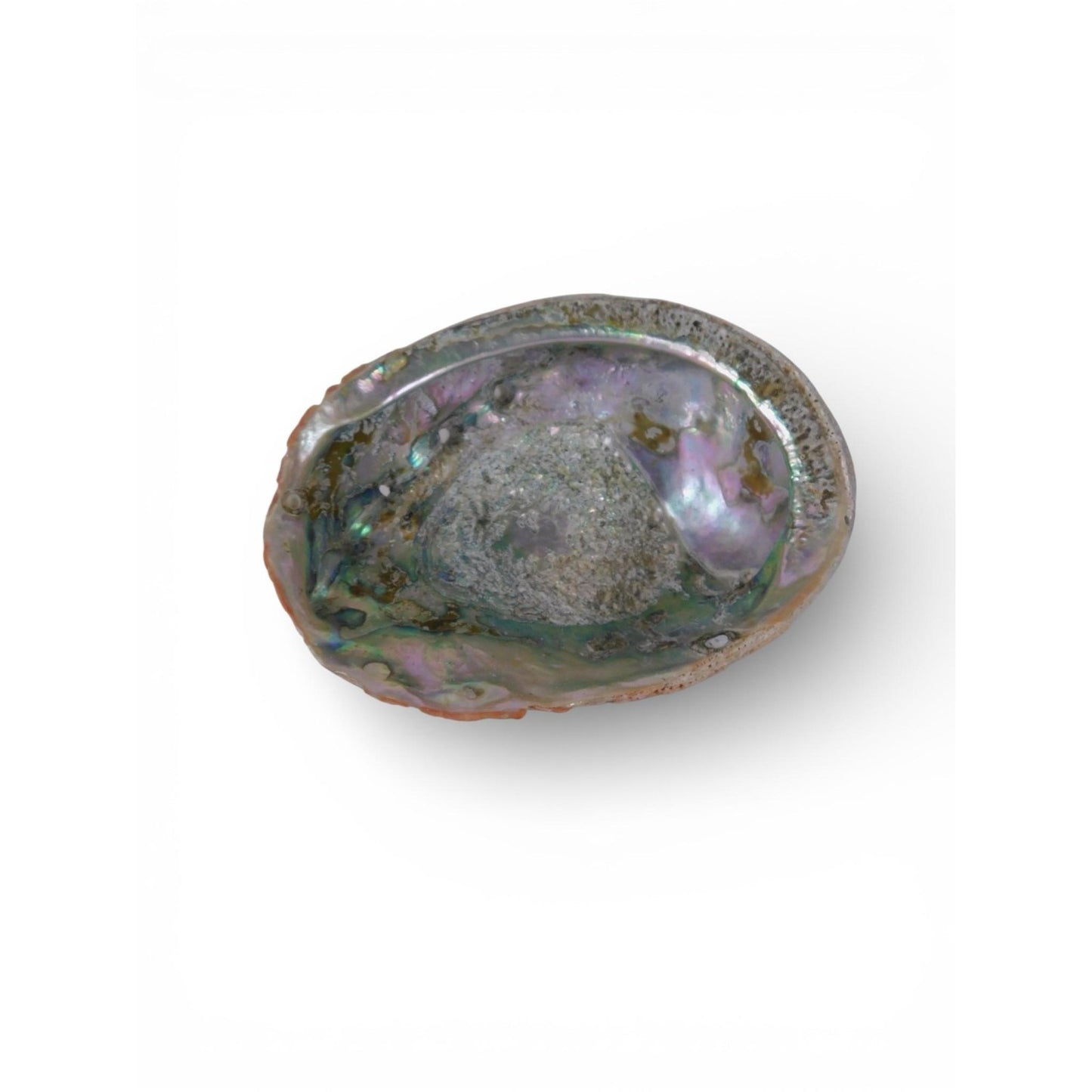 Large Natural Abalone Shell Smudge Bowl Rainbow Altar Dish Witch Decor