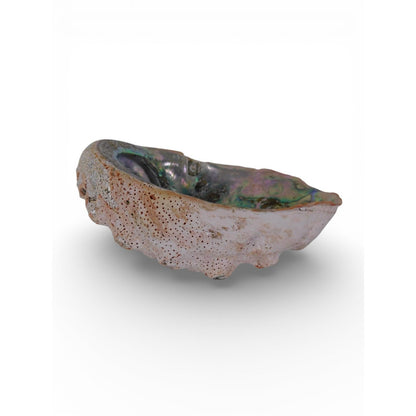 Large Natural Abalone Shell Smudge Bowl Rainbow Altar Dish Witch Decor