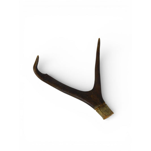 Natural Deer Antler Shed 2 Point Brown Horn Habitat Decor Craft Supply Display