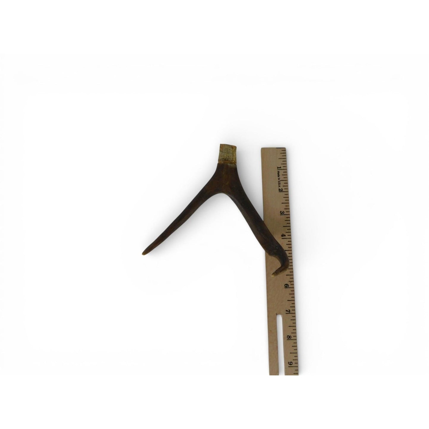 Natural Deer Antler Shed 2 Point Brown Horn Habitat Decor Craft Supply Display