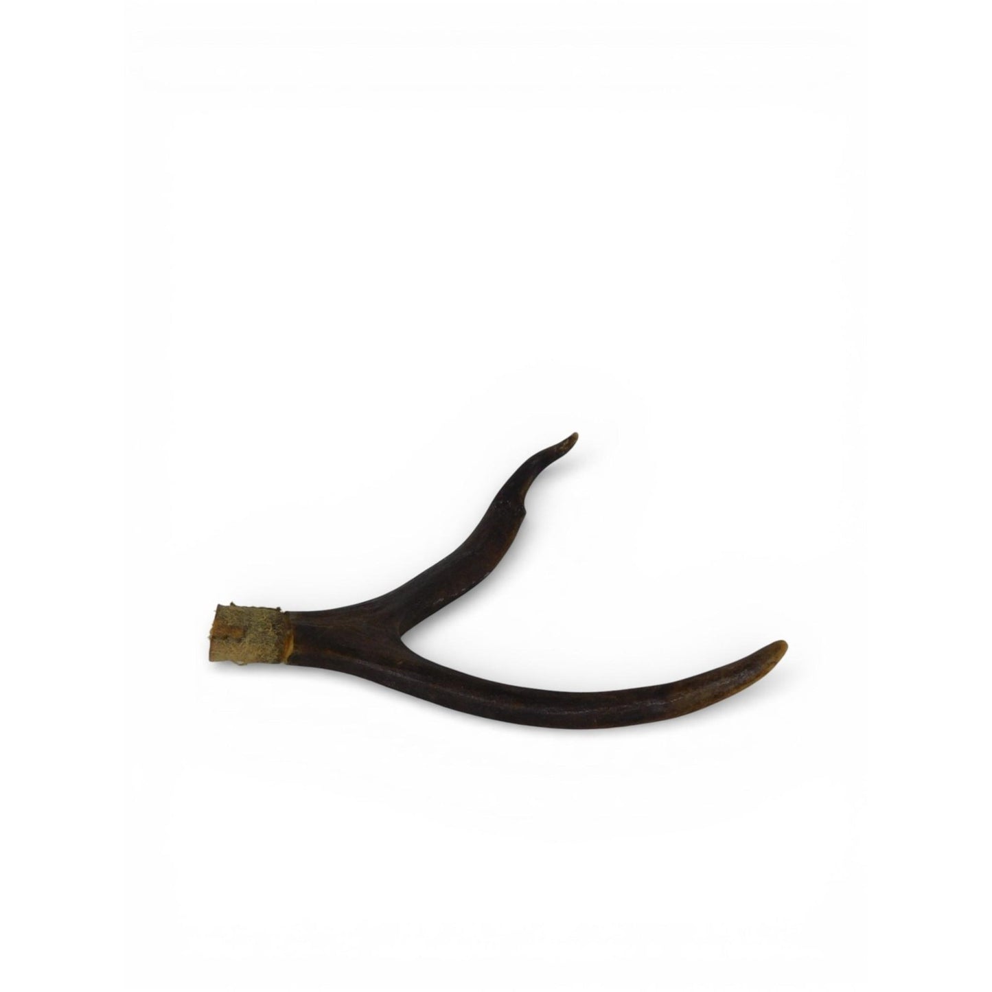 Natural Deer Antler Shed 2 Point Brown Horn Habitat Decor Craft Supply Display