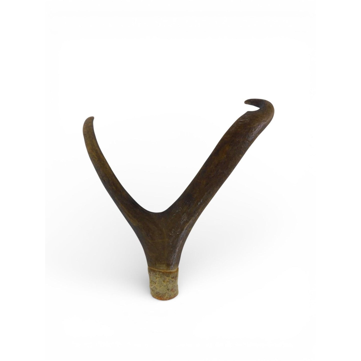 Natural Deer Antler Shed 2 Point Brown Horn Habitat Decor Craft Supply Display