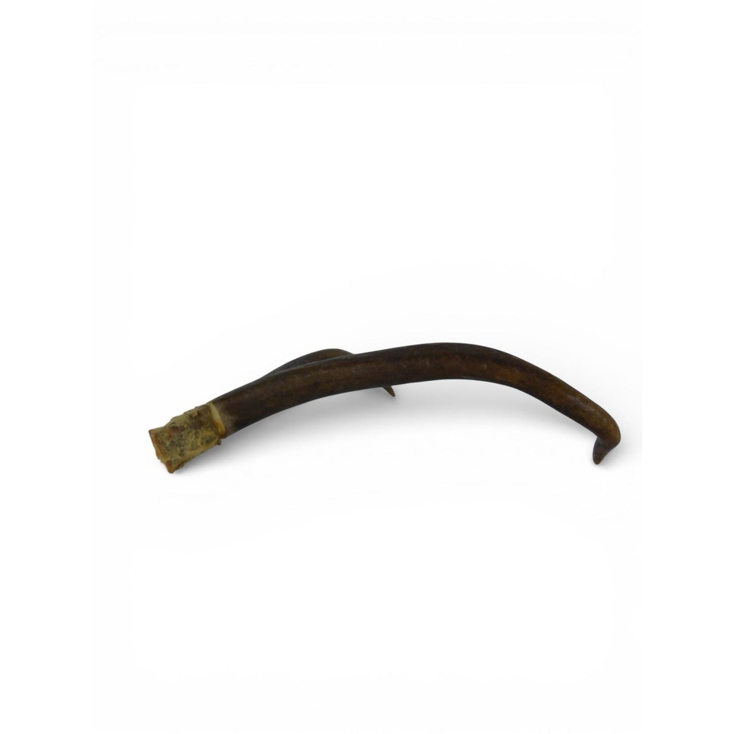 Natural Deer Antler Shed 2 Point Brown Horn Habitat Decor Craft Supply Display