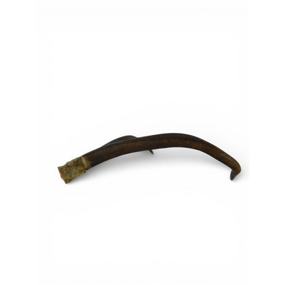 Natural Deer Antler Shed 2 Point Brown Horn Habitat Decor Craft Supply Display