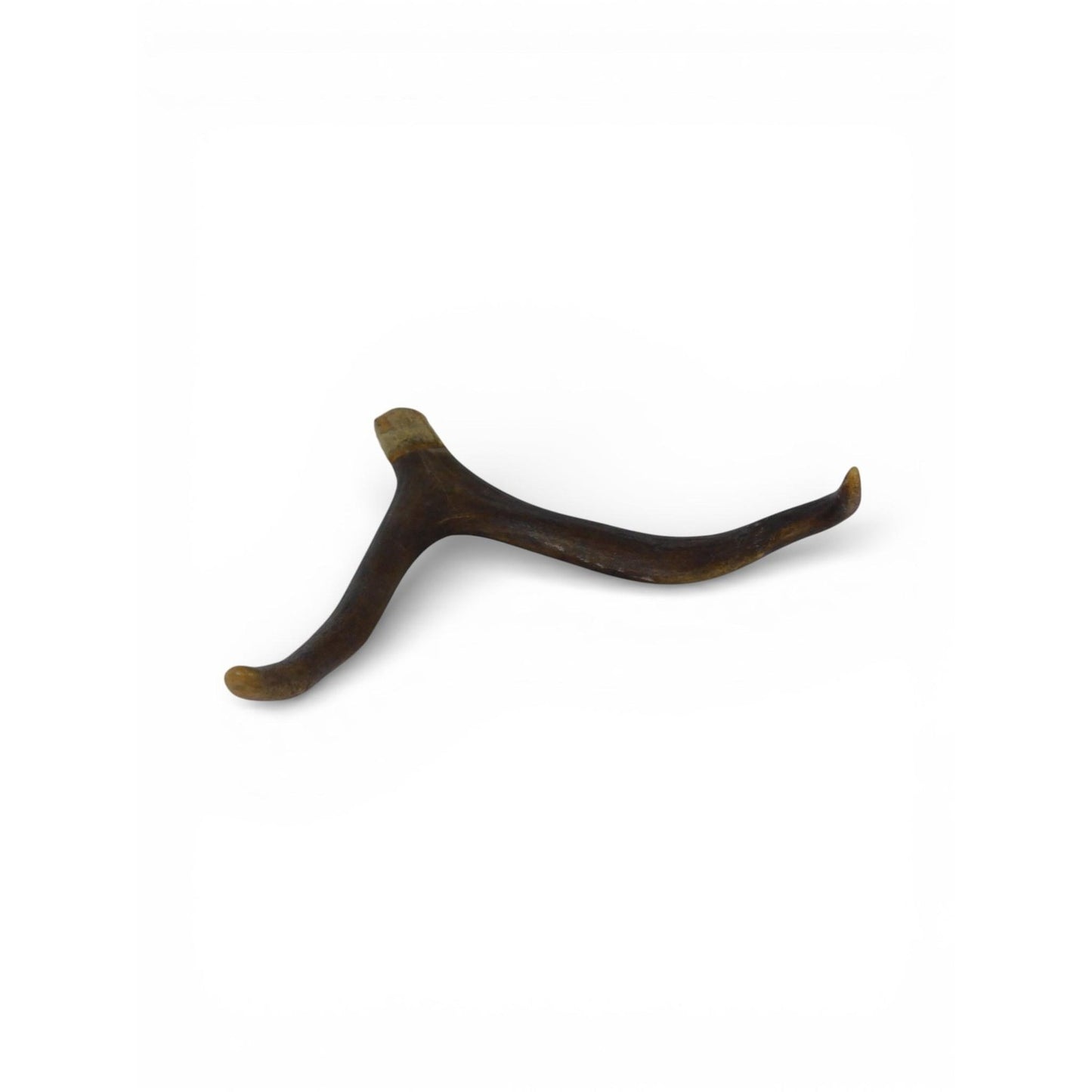 Natural Deer Antler Shed 2 Point Brown Horn Habitat Decor Craft Supply Display