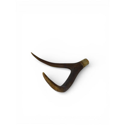 Natural Deer Antler Shed 2 Point Brown Horn Habitat Decor Craft Supply Display
