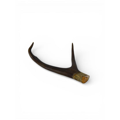 Natural Deer Antler Shed 2 Point Brown Horn Habitat Decor Craft Supply Display